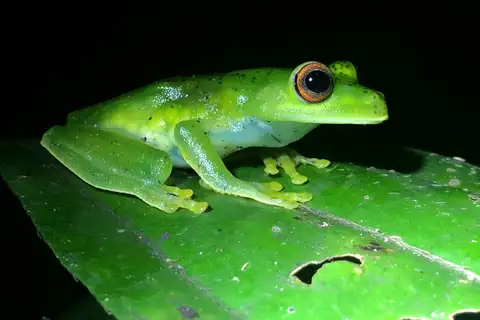 Subaúma Canebrake Tree Frog