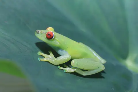 Weygoldt's Tree Frog