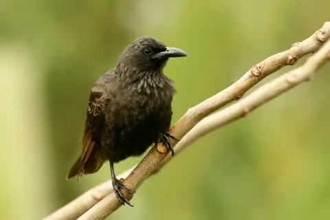 Samoan Starling