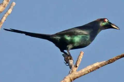 White-eyed Starling