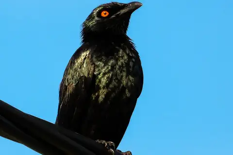 Singing Starling