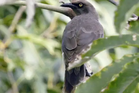 Rarotonga Starling