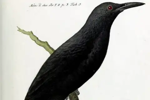 Kosrae Starling
