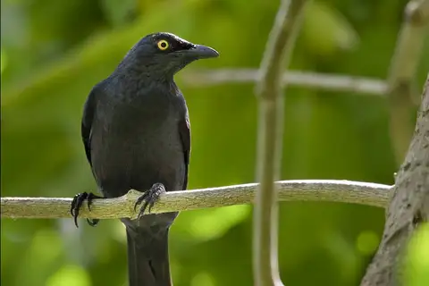 Atoll Starling