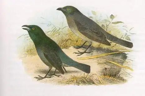 Tasman Starling