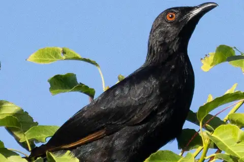 Brown-winged Starling