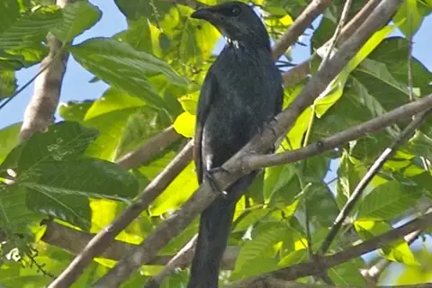 Long-tailed Starling