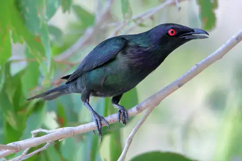 Metallic Starling