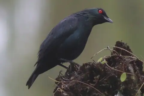 Short-tailed Starling