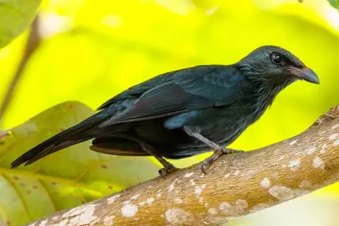 Moluccan Starling