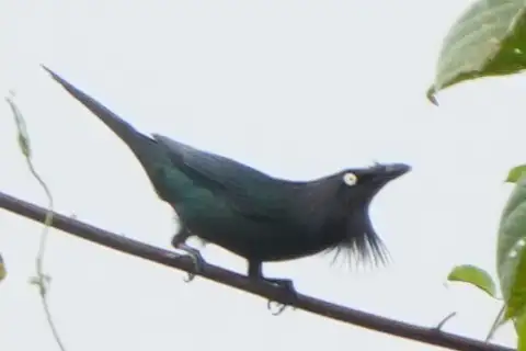 Yellow-eyed Starling