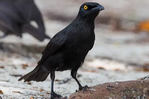 Micronesian Starling