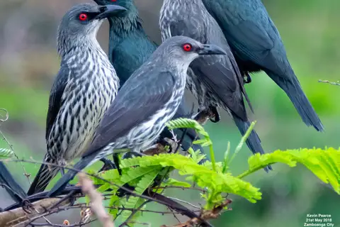 Asian Glossy Starling