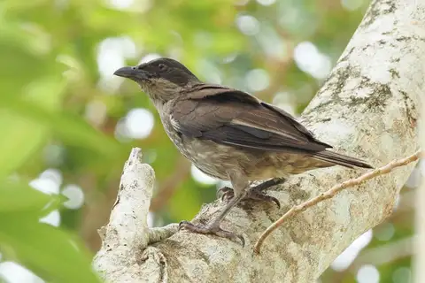 Polynesian Starling