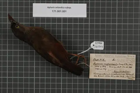 Rusty-winged Starling