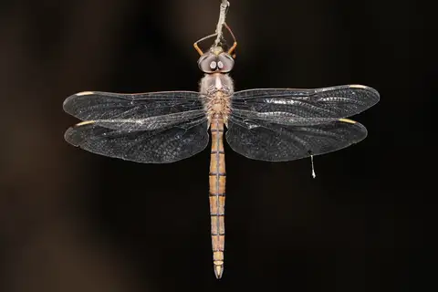 Nighthawk