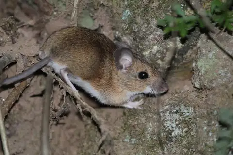European Wood Mouse