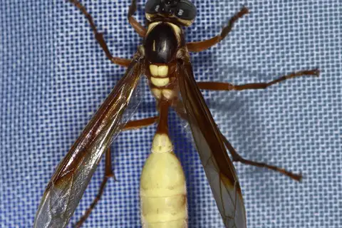 Central American Paper Wasp