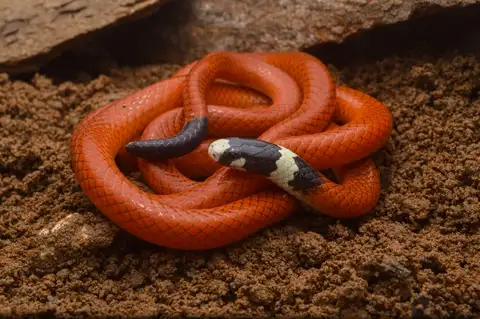Reinhardt's Burrowing Snake