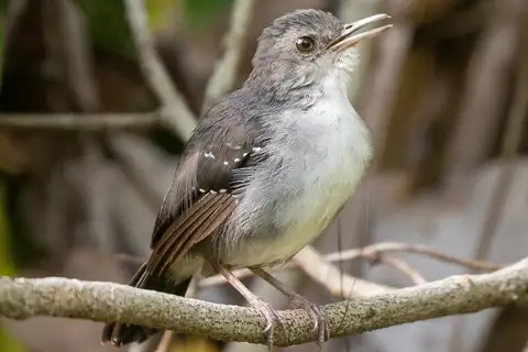 Yapacana Antbird