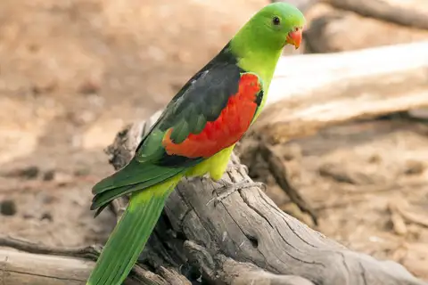 Red-winged Parrot
