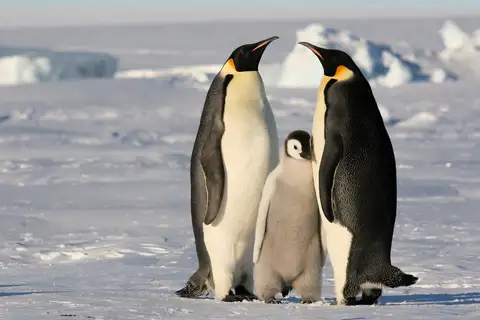 Emperor Penguin