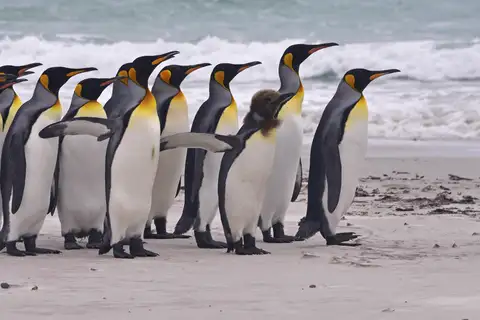 King Penguin