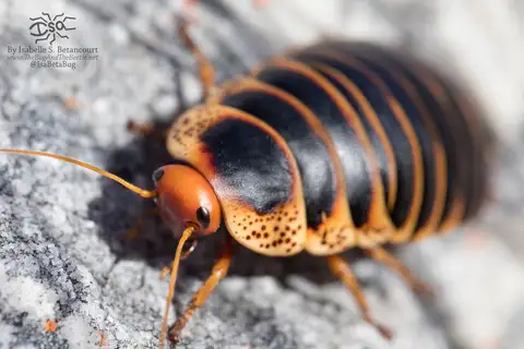 Cape Mountain Cockroach