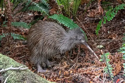Southern Brown Kiwi