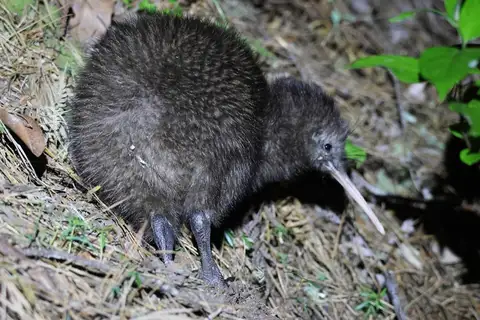 North Island Brown Kiwi