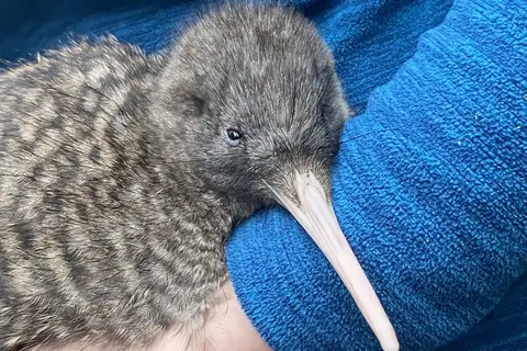 Great Spotted Kiwi