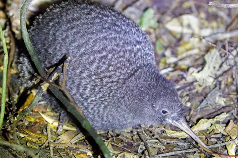 Little Spotted Kiwi