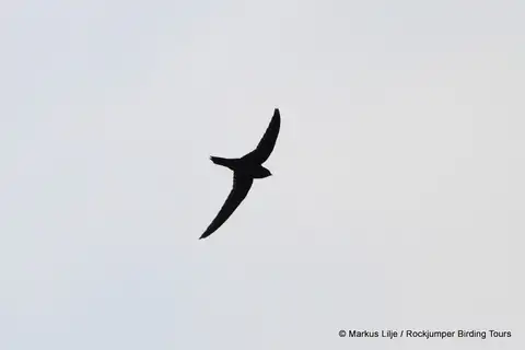 Dark-rumped Swift