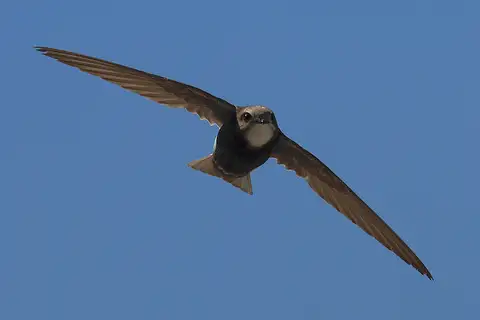 Little Swift