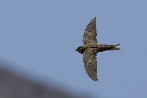 Cape Verde Swift