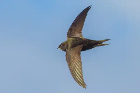 Common Swift
