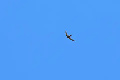 Malagasy Black Swift