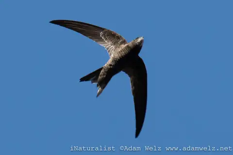 African Black Swift