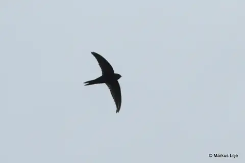 Bates's Swift