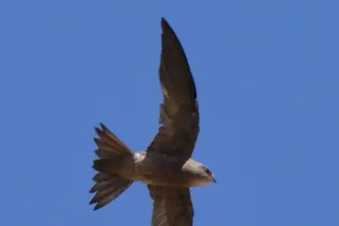 Bradfield's Swift