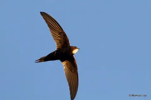 White-rumped Swift