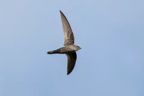 Cook's Swift