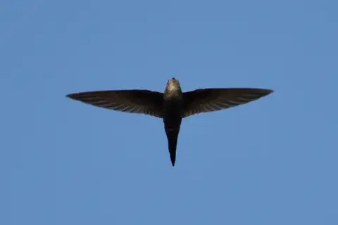 Blyth's Swift