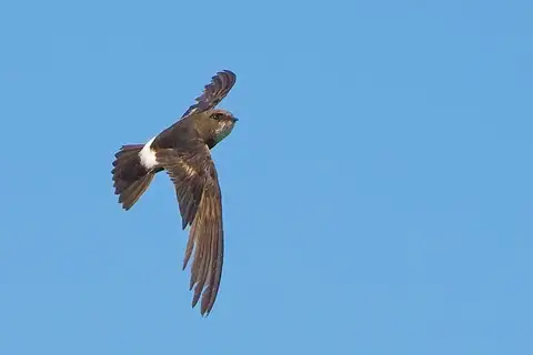 House Swift