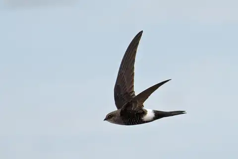 Fork-tailed Swift