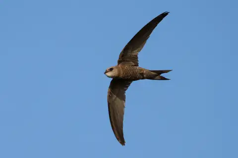 Pallid Swift