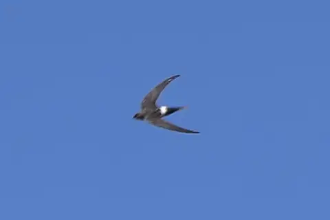Salim Ali's Swift