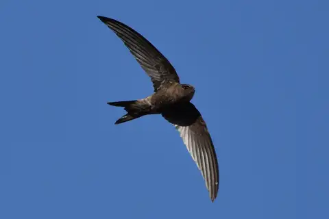 Plain Swift