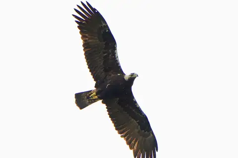 Spanish Imperial Eagle