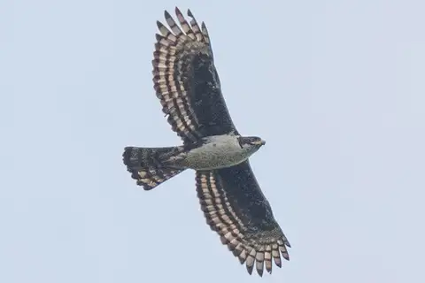 Cassin's Hawk-Eagle